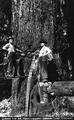 Giant Fir of Coos County, Oregon