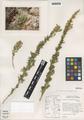 Artemisia packardiae Grimes & Ertter