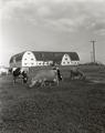 Second dairy barn, circa 1939