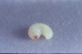 Scolytus rugulosus (Shothole borer)