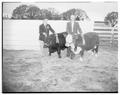 Athletics administrators Jim Barratt and Spec Keene pictured with Black Angus and Hereford to be given away at homecoming football game, Fall 1953