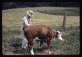 Man examining cow, Oregon, circa 1965