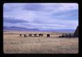 Cattle and haystack, Lake County, Oregon, November 1967