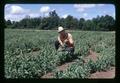 Jim Baggett in pea field, Oregon State University, Corvallis, Oregon, circa 1972