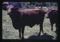 Brown cow and bull in pasture, Peoria, Oregon, July 1973