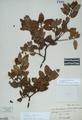 Arctostaphylos intricata Howell