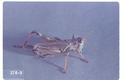 Melanoplus femurrubrum (Red-legged grasshopper)