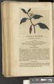 A New Family Herbal or Familiar Account of the Medical Properties of British and Foreign plants also their uses in Dying and the Various Arts arranged according to the Linnaean System [p180]
