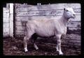 Sheep sheared by chemical treatment, Oregon State University, Corvallis, Oregon, circa 1971