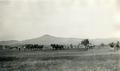 Horses pulling plows in field