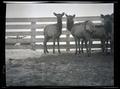 Elk in a corral