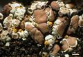 Lecanora phaedrophthalma