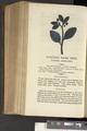 A New Family Herbal or Familiar Account of the Medical Properties of British and Foreign plants also their uses in Dying and the Various Arts arranged according to the Linnaean System [p588]