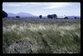 South Benton County ryegrass field, Benton County, Oregon, June 1969