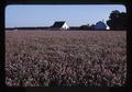 Red Clover seed field, Oregon, 1979