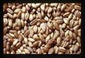 Closeup of wheat, Yamhill County Fair, McMinnville, Oregon, circa 1972