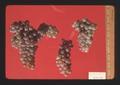 Red Veltliner wine grapes, Oregon, 1974