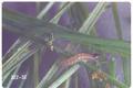 Crambus leachellus cypridalis (Sod webworm)