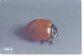 Hippodamia convergens (Convergent lady beetle)