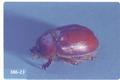 Pleocoma minor (Rain beetle)