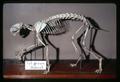 Adult bobcat skeleton, Oregon Museum of Science and Industry (OMSI), circa 1968