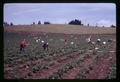 Picking strawberries by hand, Jim Heater farm, Marion County, Oregon, circa 1965