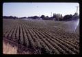 Sprinkler-irrigated table beets, Junction City, Oregon, circa 1969