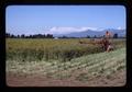 Harvesting dill, Lane County, Oregon, August 1977