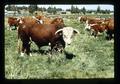 Hereford cattle, Oregon, circa 1972