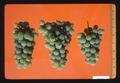 Niagara wine grapes, Oregon, 1974