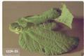 Archips rosanus (Filbert leafroller)