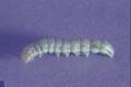 Helicoverpa zea (Corn earworm)