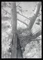 Kingbird nest