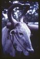 Cow with upright curled horns, Ceylon (Sri Lanka), circa 1965