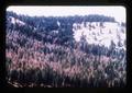 Damaged trees in forest near La Grande, Oregon, 1976