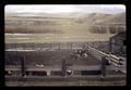 Cattle in feedlot at Ruggs, Oregon, circa 1971