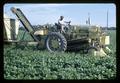 Mechanical bean harvesting at Edwards Farm, 1967