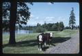 Cattle along bend in Willamette River, Linn County, Oregon, 1975