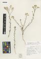 Lepidium montanum Nutt. ex Torr. & A. Gray var. nevadense Rollins