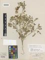 Astragalus drepanolobus A. Gray