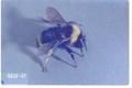 Bombus californicus (California bumble bee)