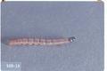 Dichomeris marginella (Juniper webworm)