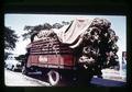 Hogs in truck, Thailand, circa 1973