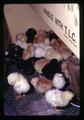 Chicks and ducklings, Oregon Museum of Science and Industry, Portland, Oregon, March 1972