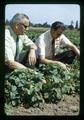 Dean Wilbur Cooney and Lloyd Martin examining strawberries, North Willamette Experiment Station, Aurora, Oregon, circa 1972