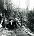 William John Smith with bull logging team near Detroit, circa 1900