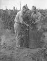 Soldiers picking hops