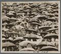 A sea of umbrellas at Parker Stadium