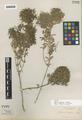 Galium buxifolium Greene