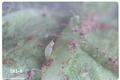 Empoasca filamenta (Potato leafhopper)